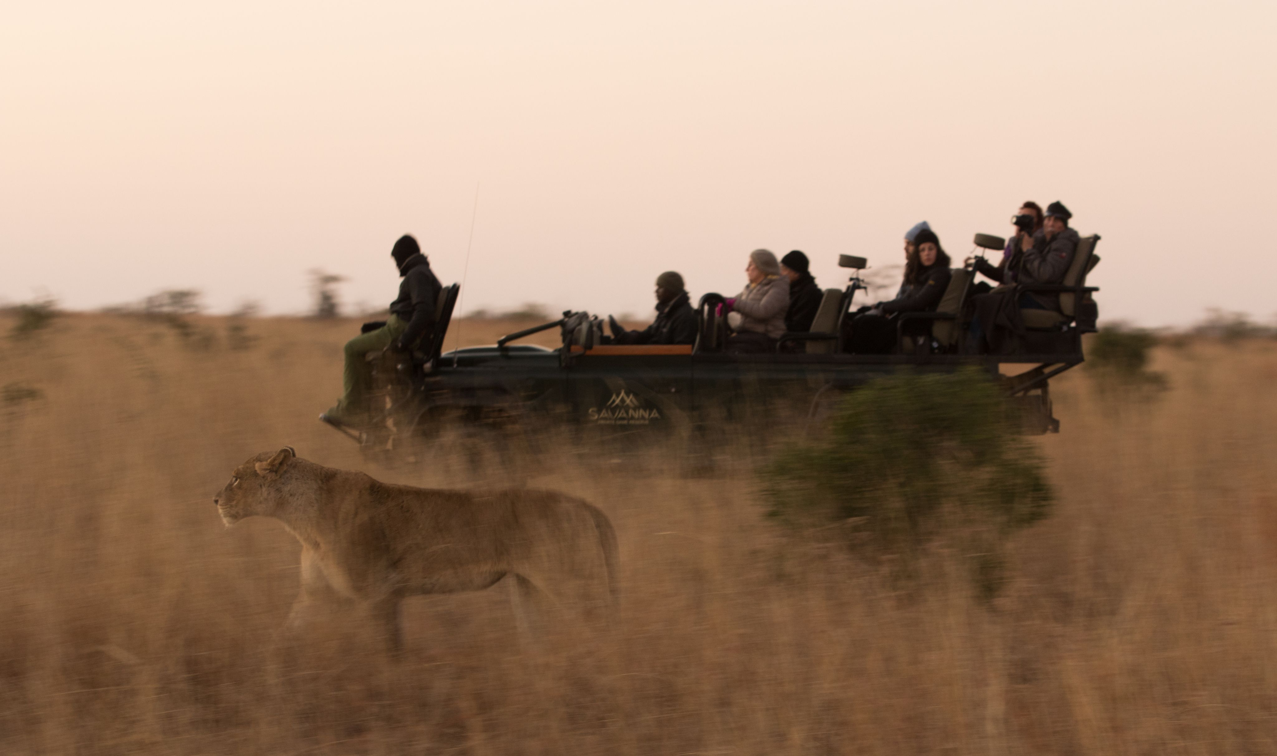 Game drive at dusk