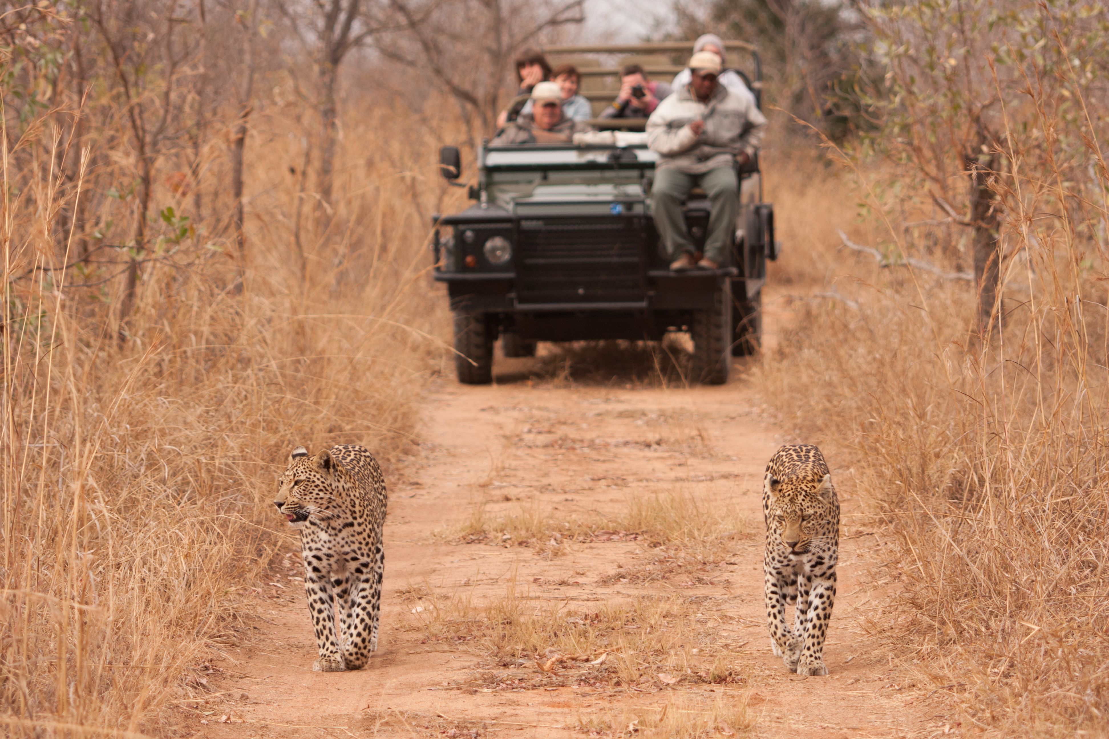 Game drive with cheetahs