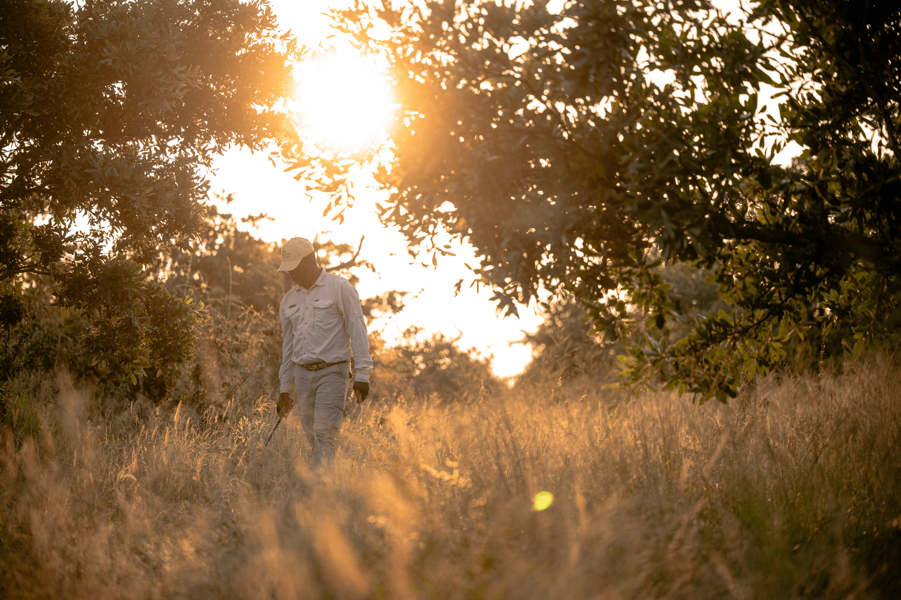 Golden hour in the bush