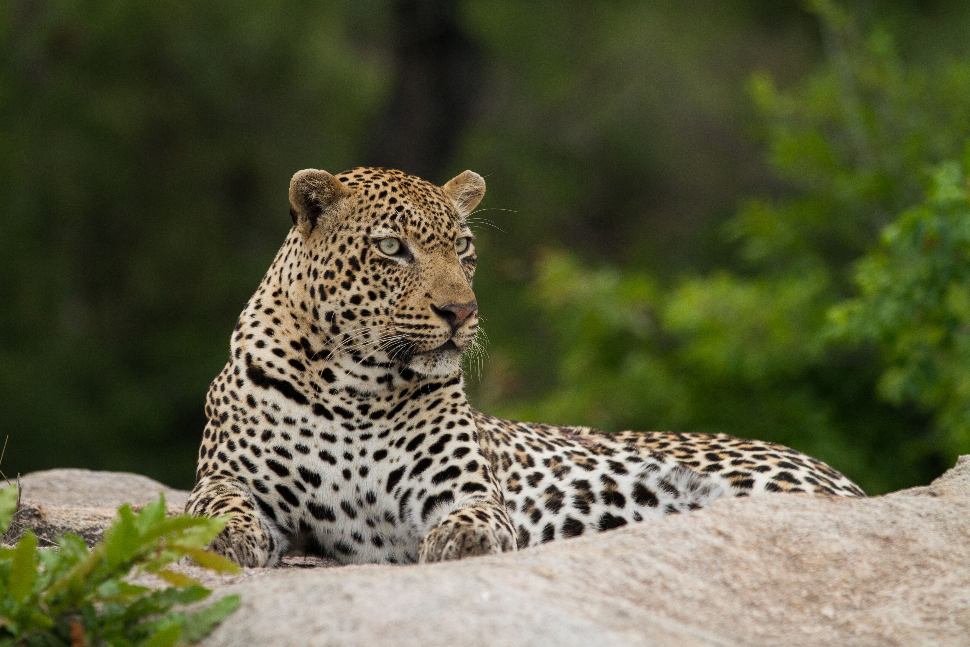 Leopard