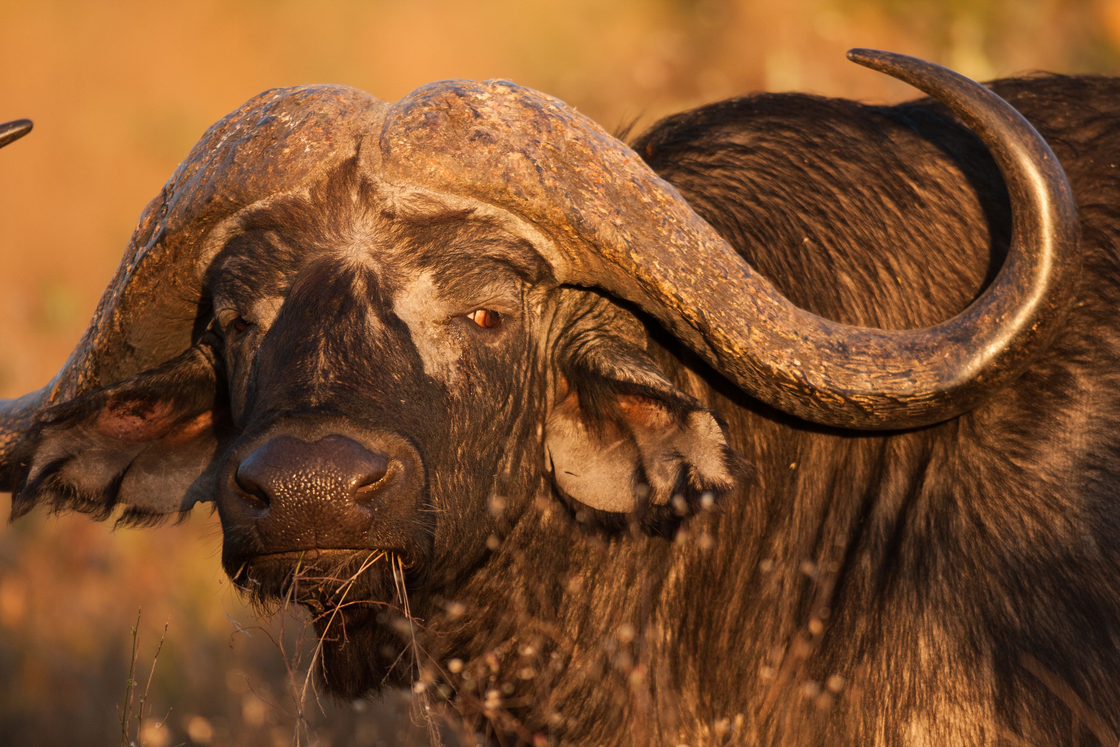 African Buffalo