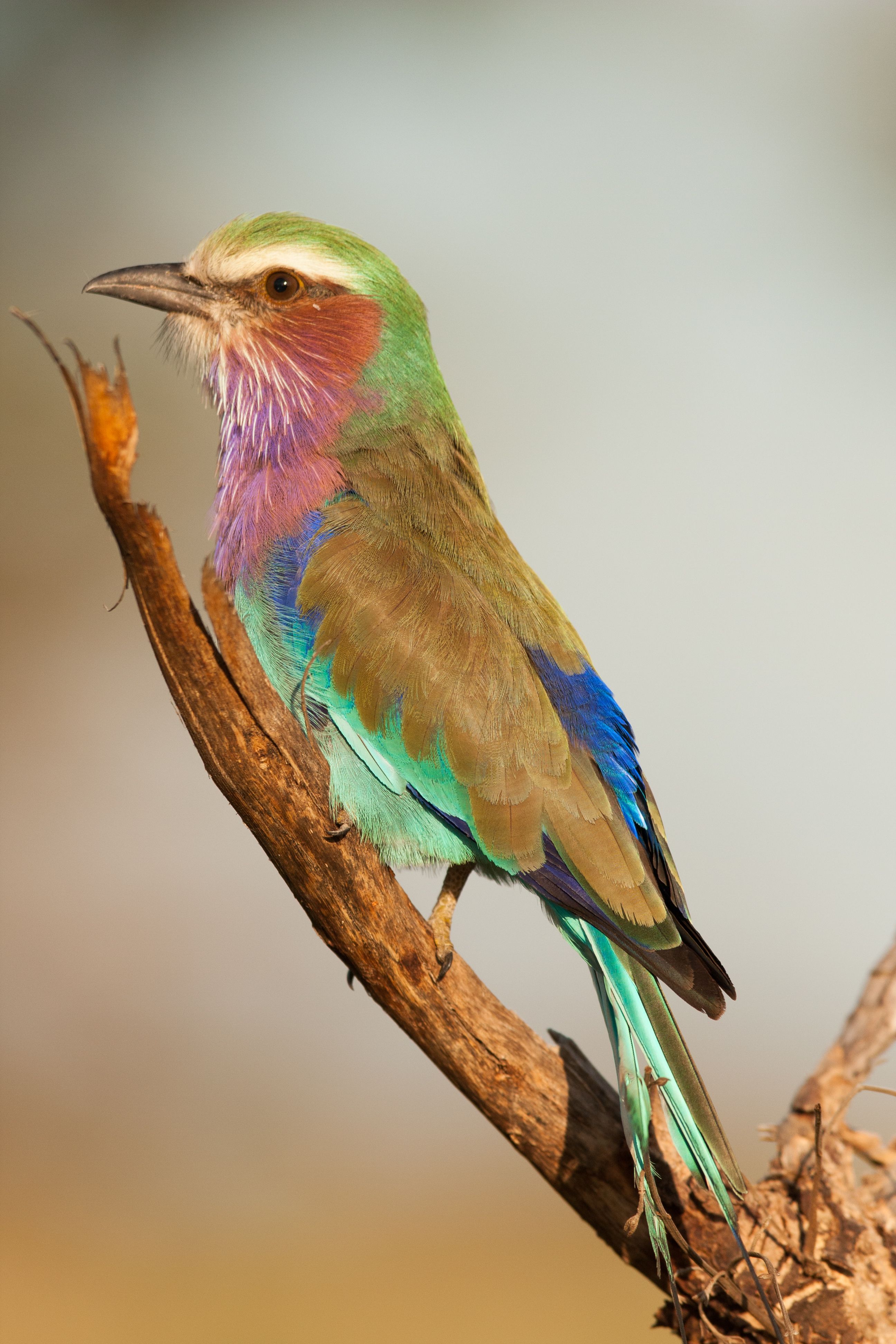 Lilac-breasted Roller