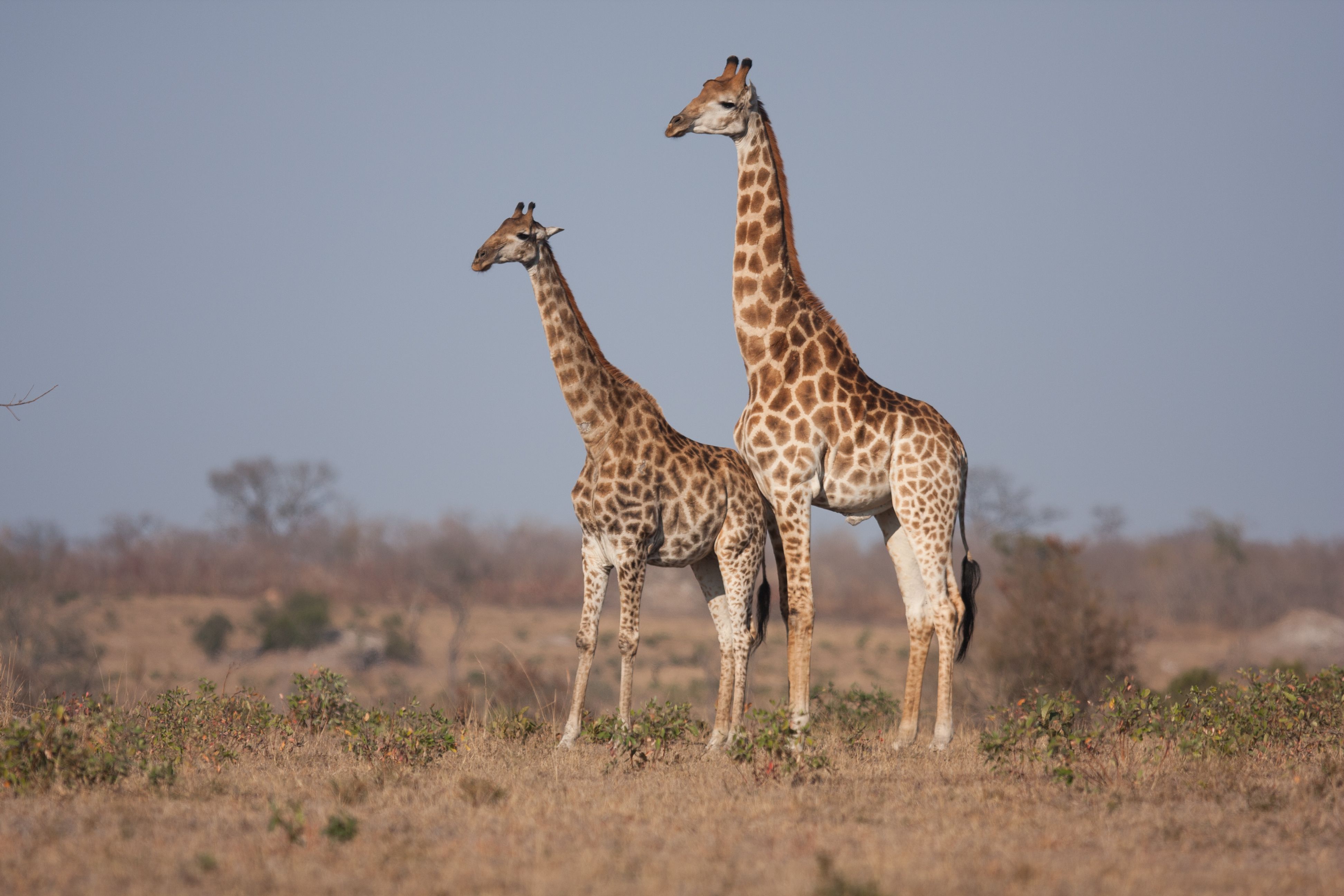 Giraffes