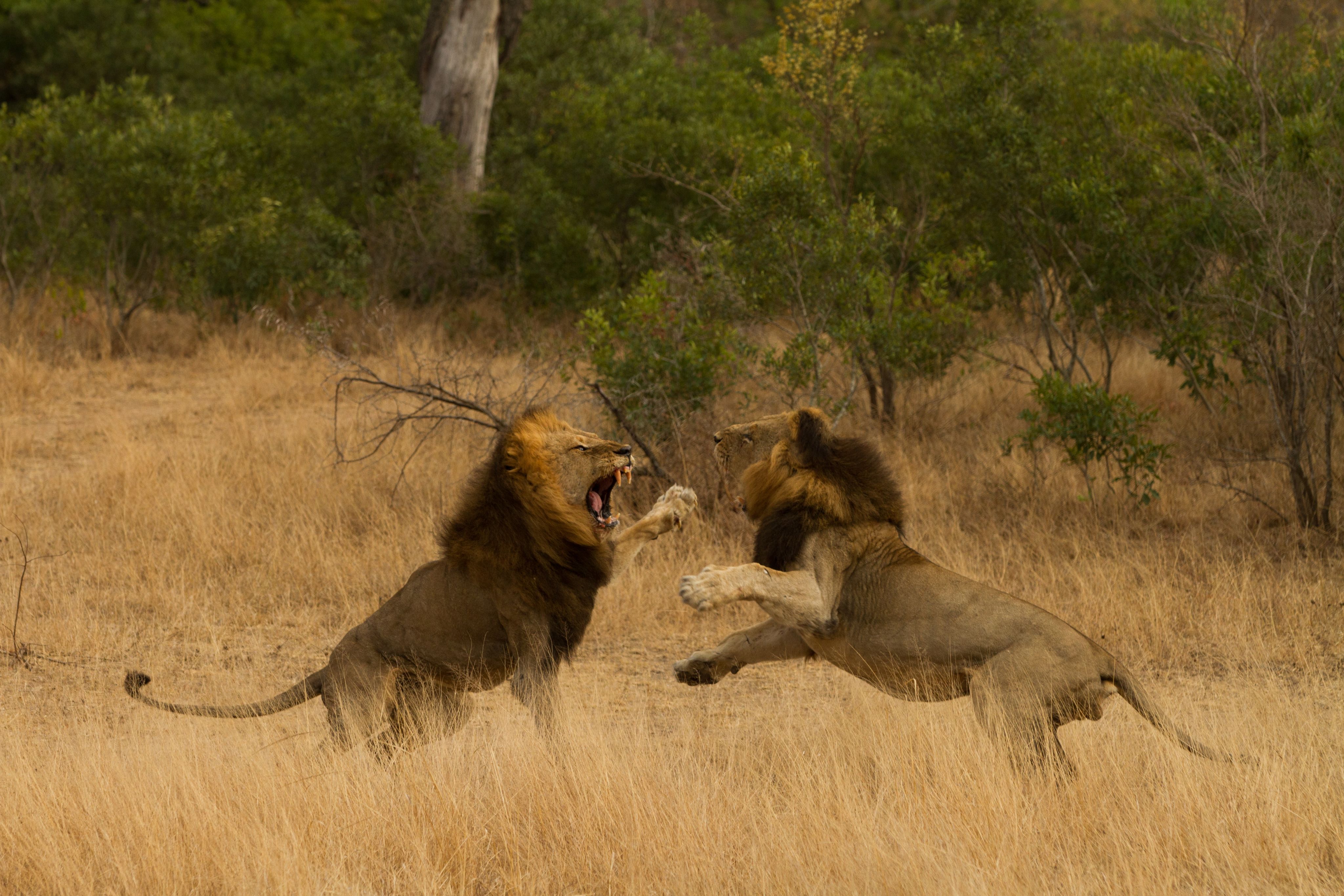 Loin