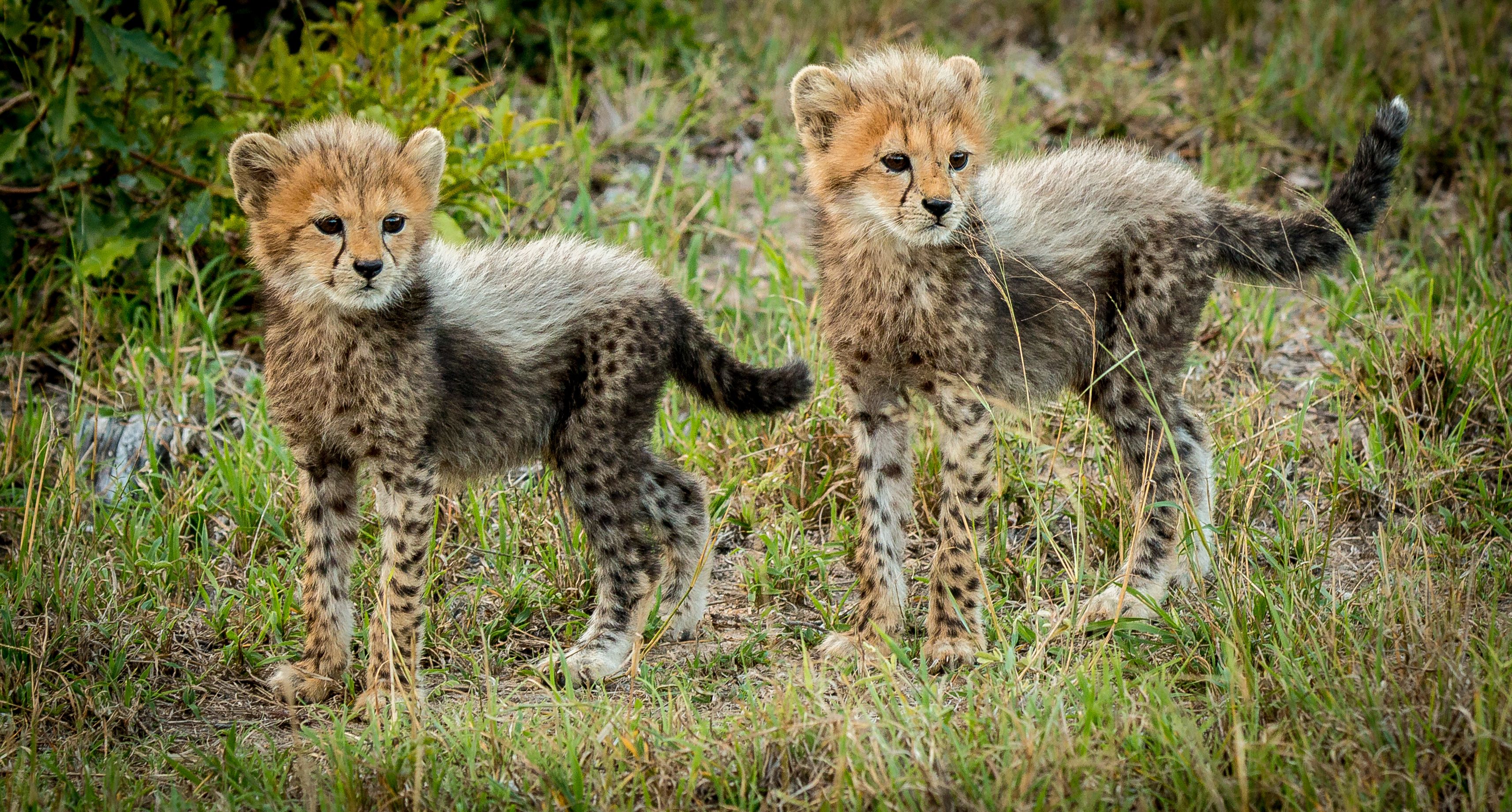 Two cheetah cubs in grass