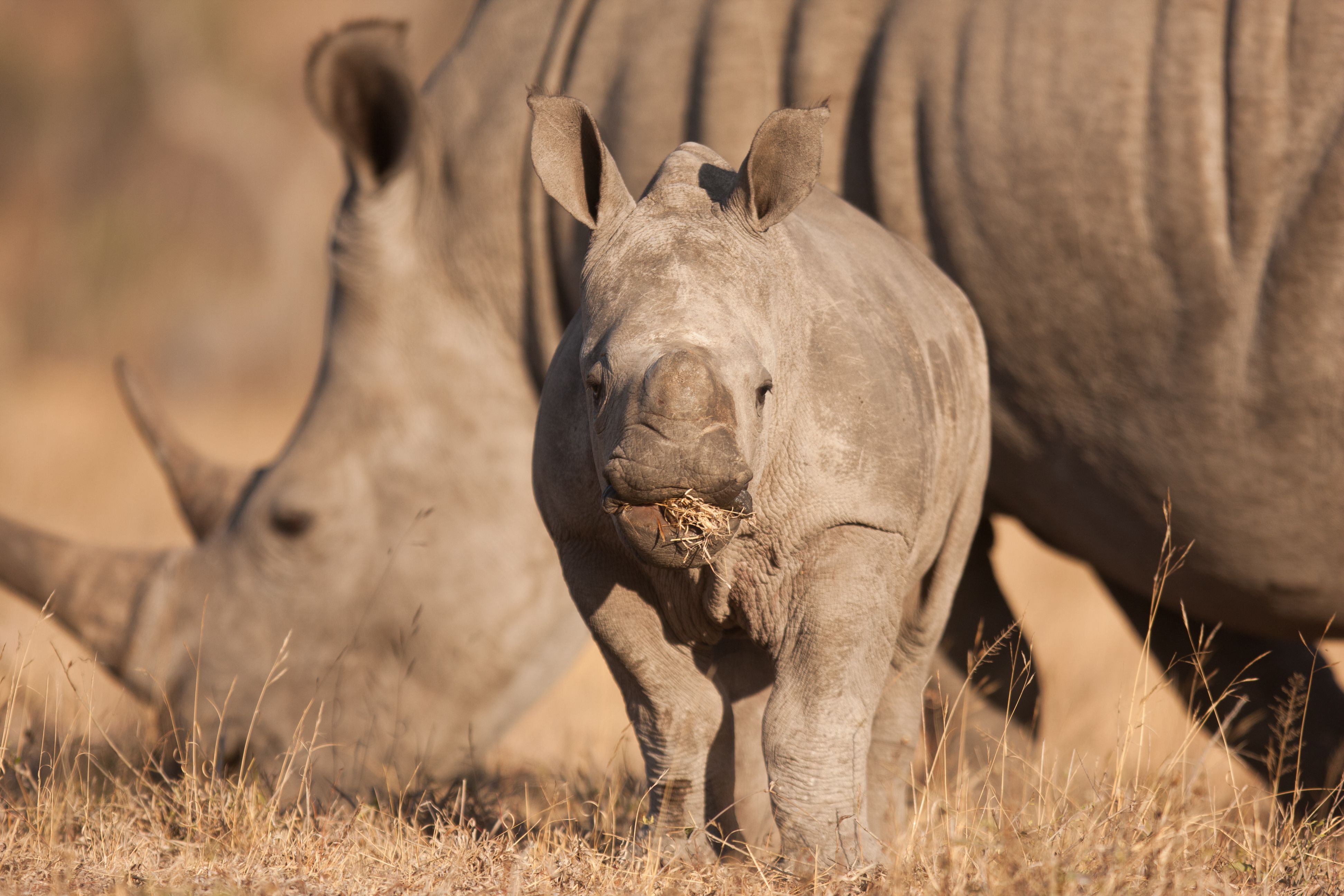 ANTI-POACHING INITIATIVES