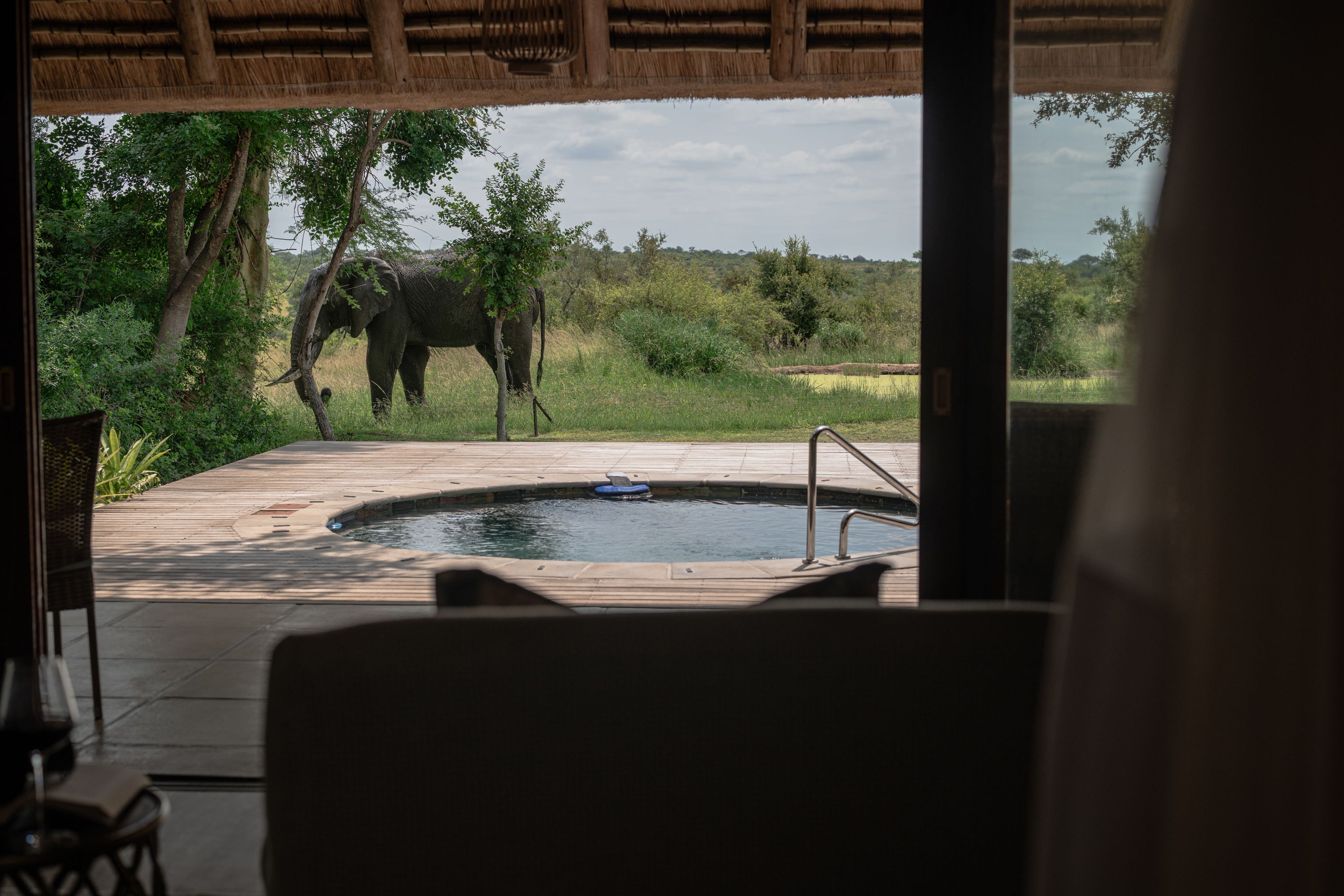 Elephant at private plunge pool