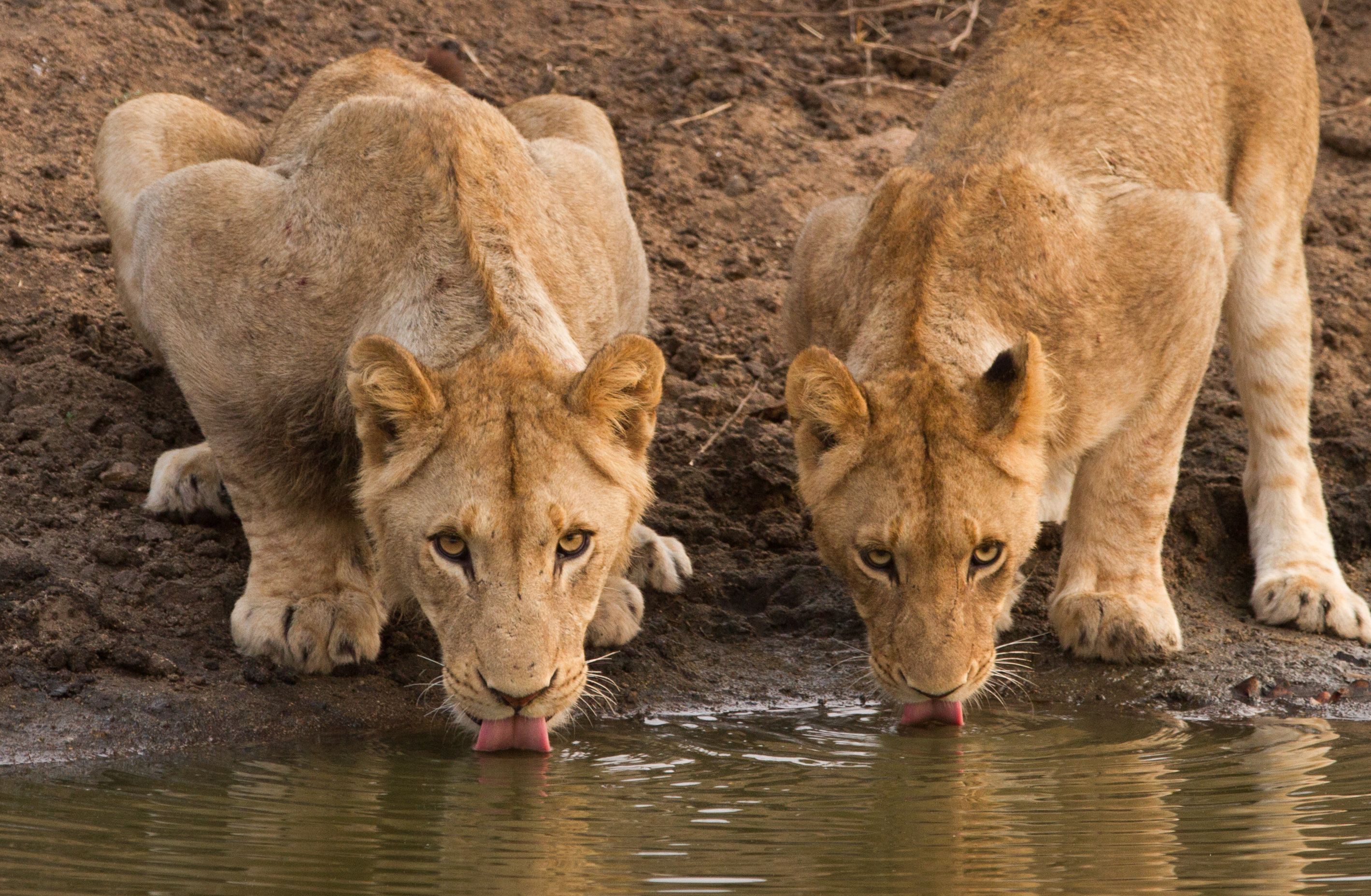 Wildlife tracking