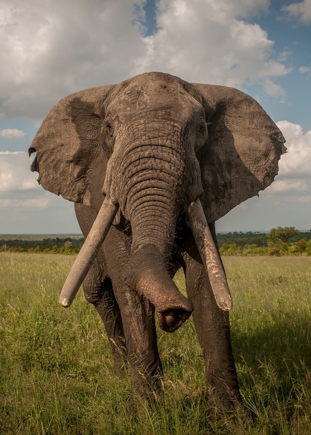 Safari Experience 3