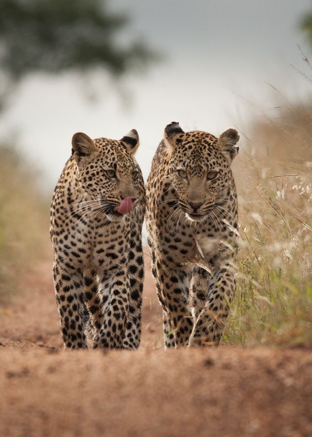 Safari Experience 5