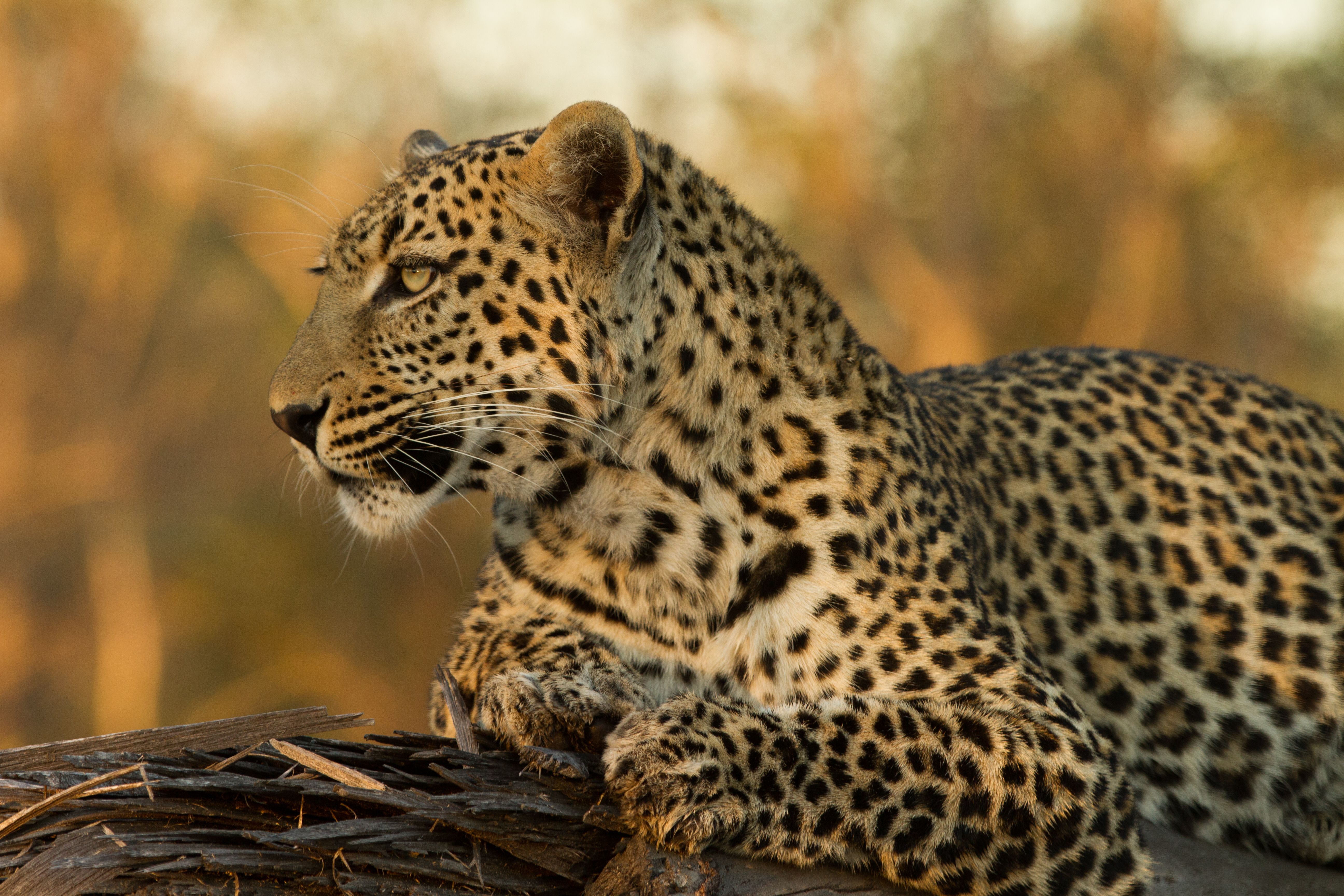 Leopard