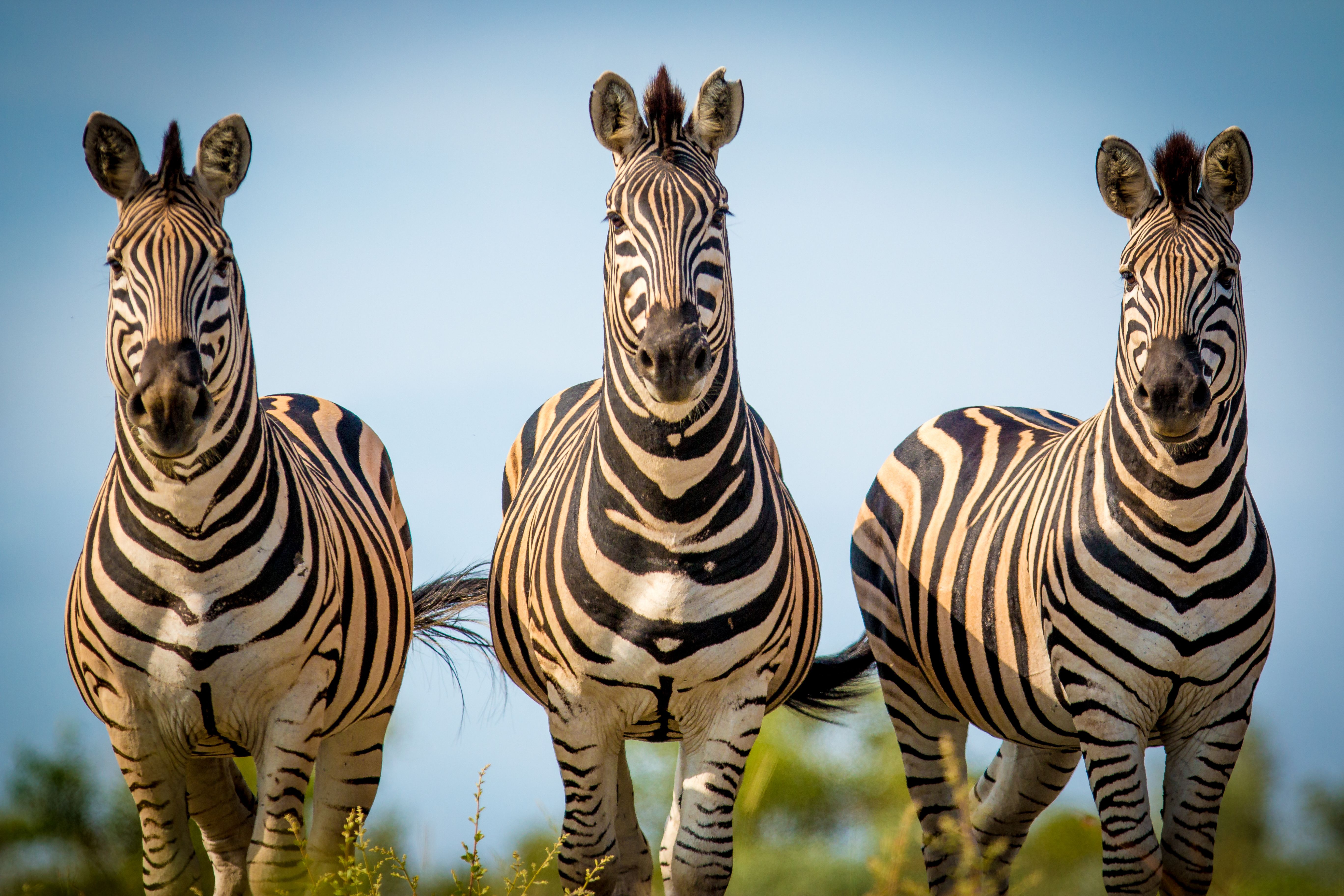 Zebra