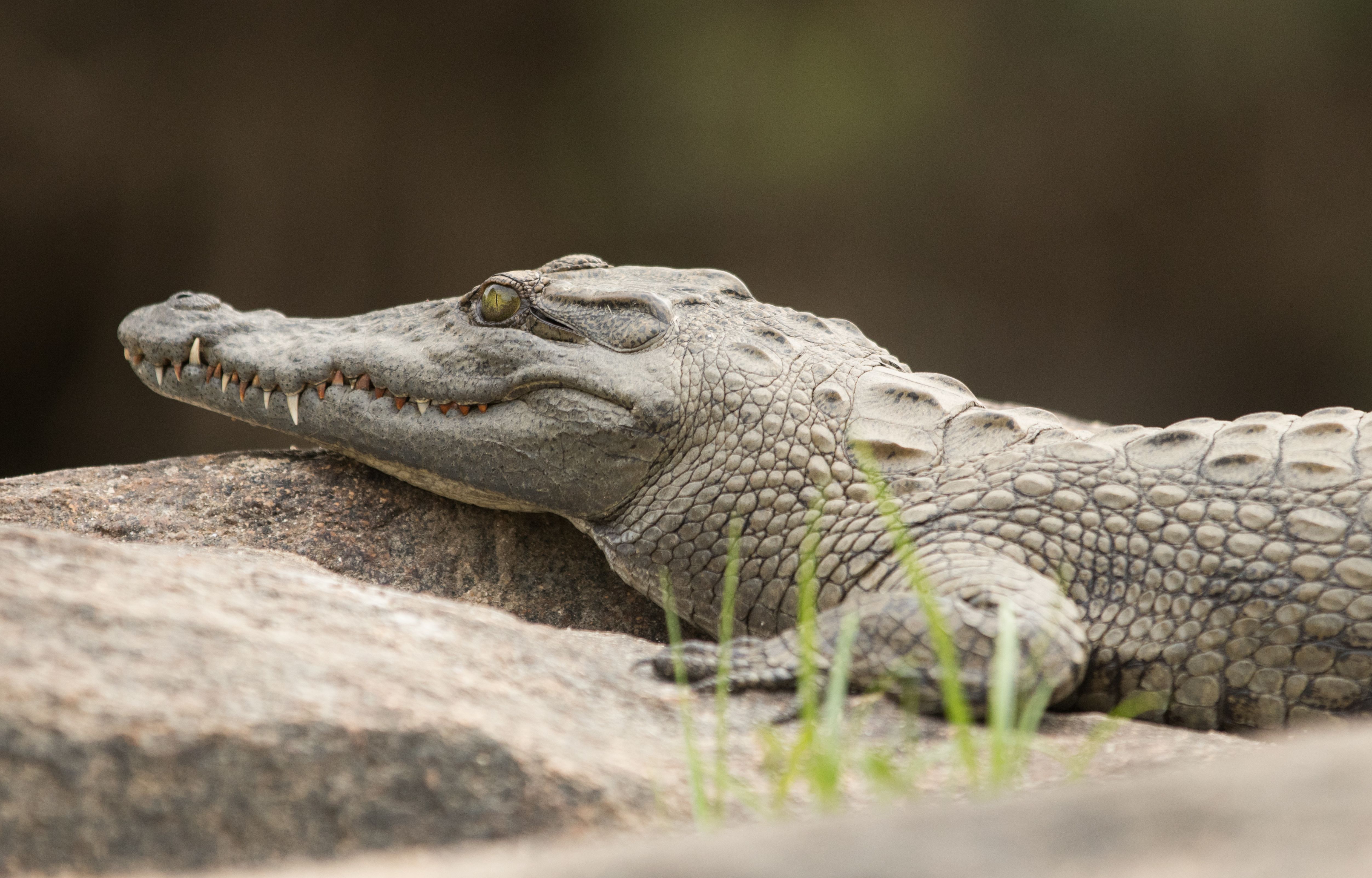 Crocodile