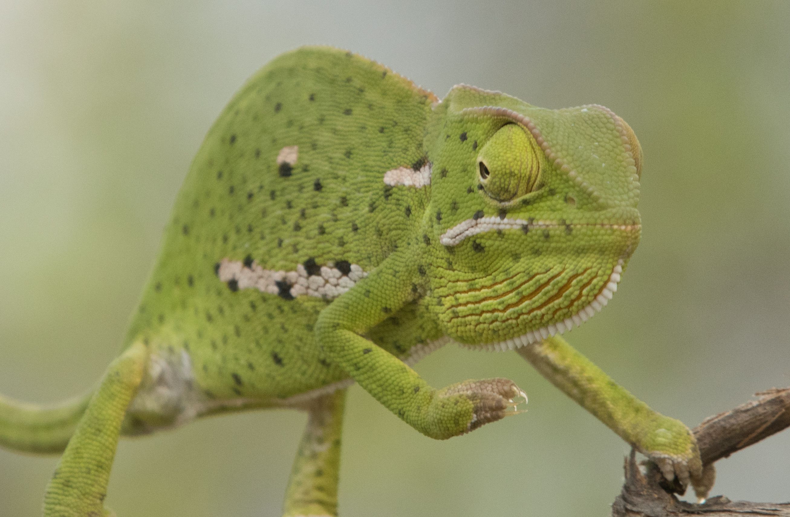Chameleon