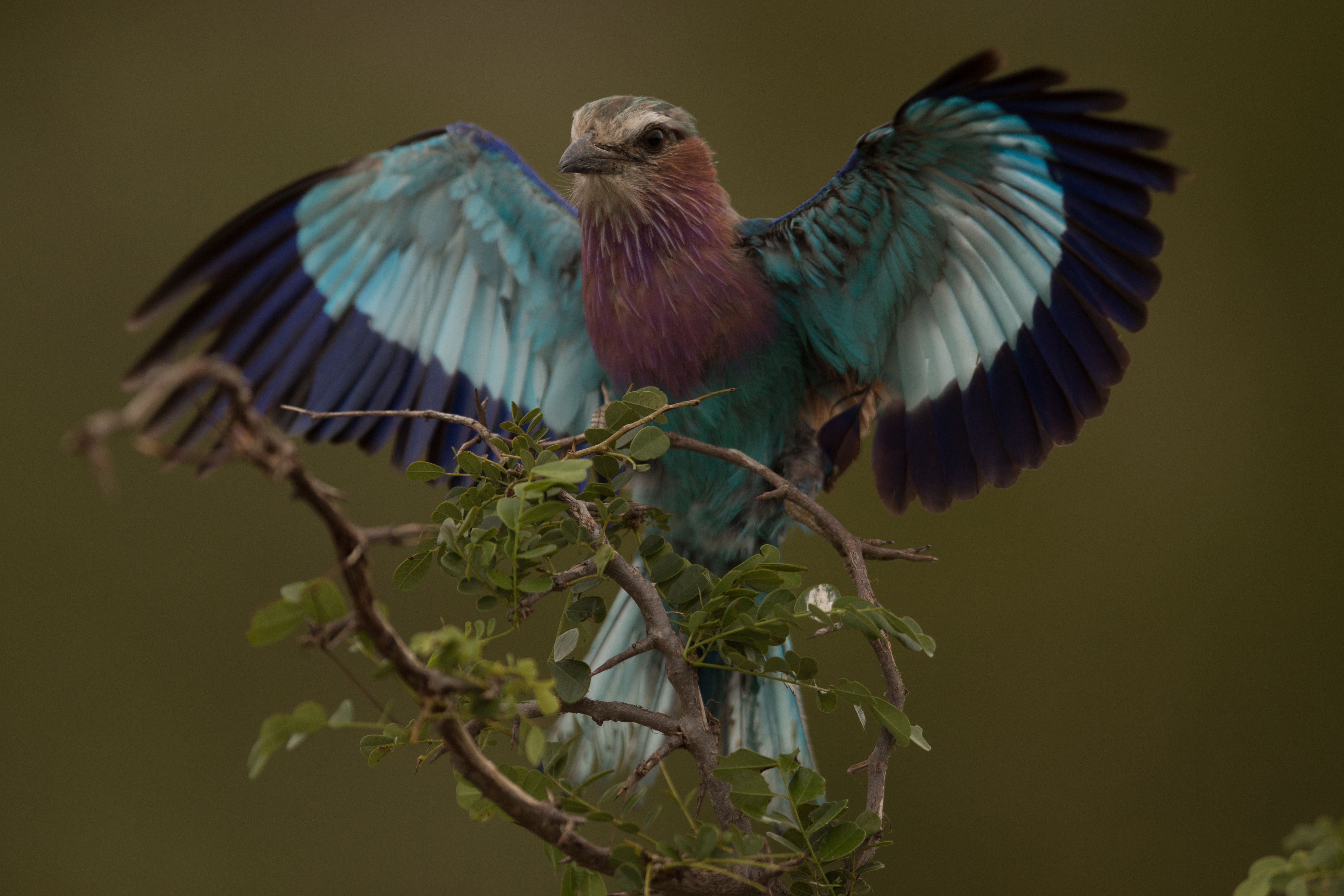 Lilac-breasted Roller