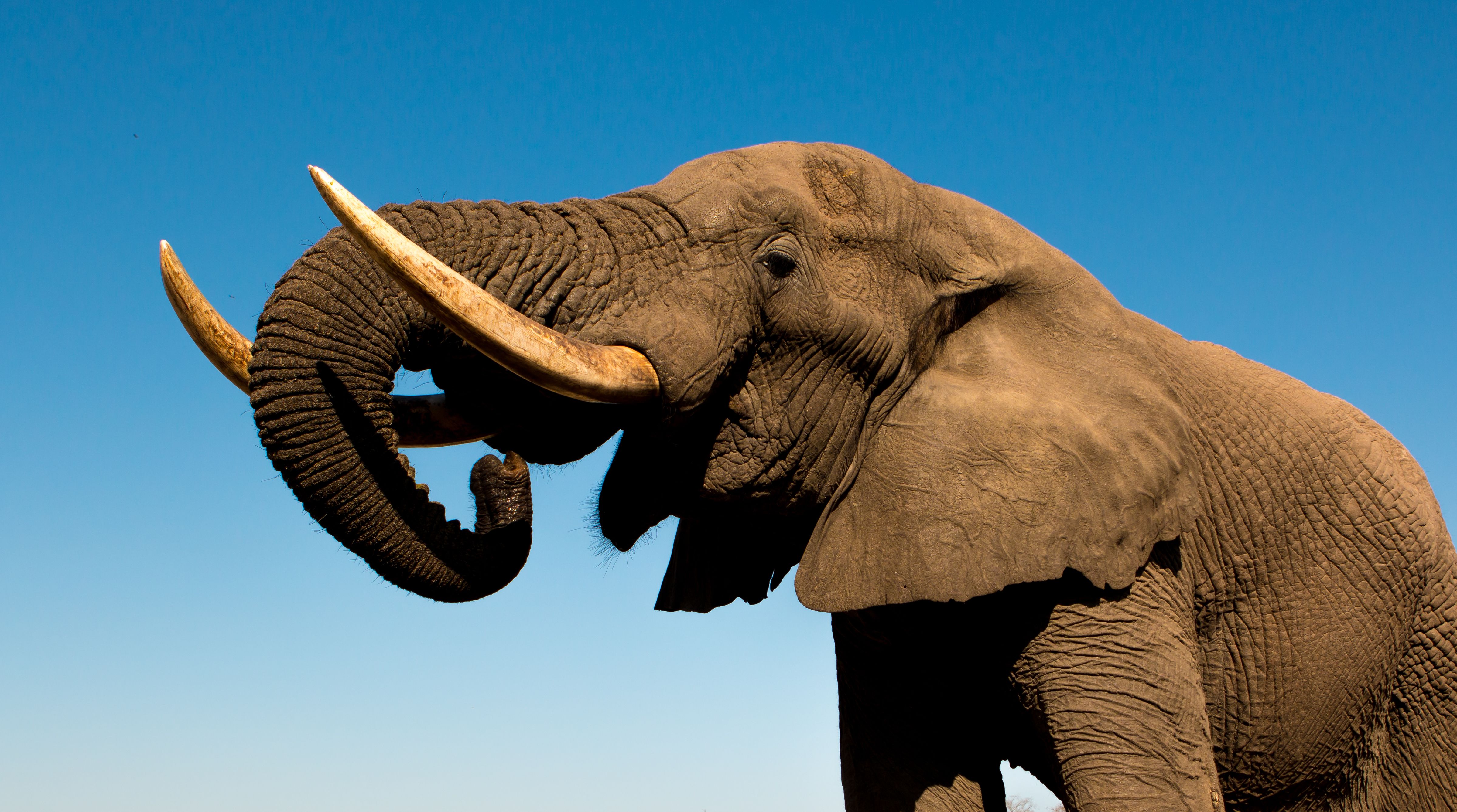 Elephant