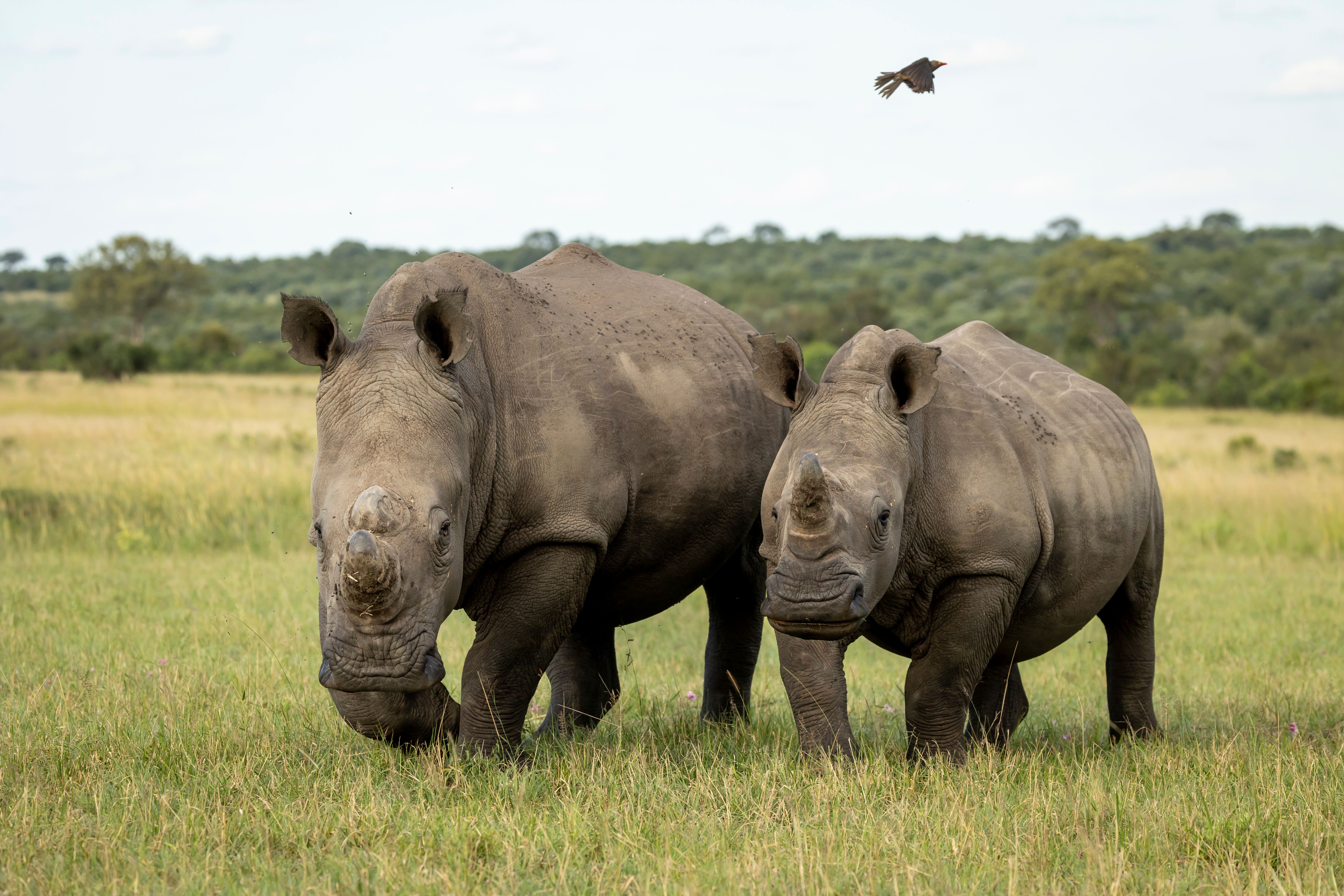 White Rhinoceros
