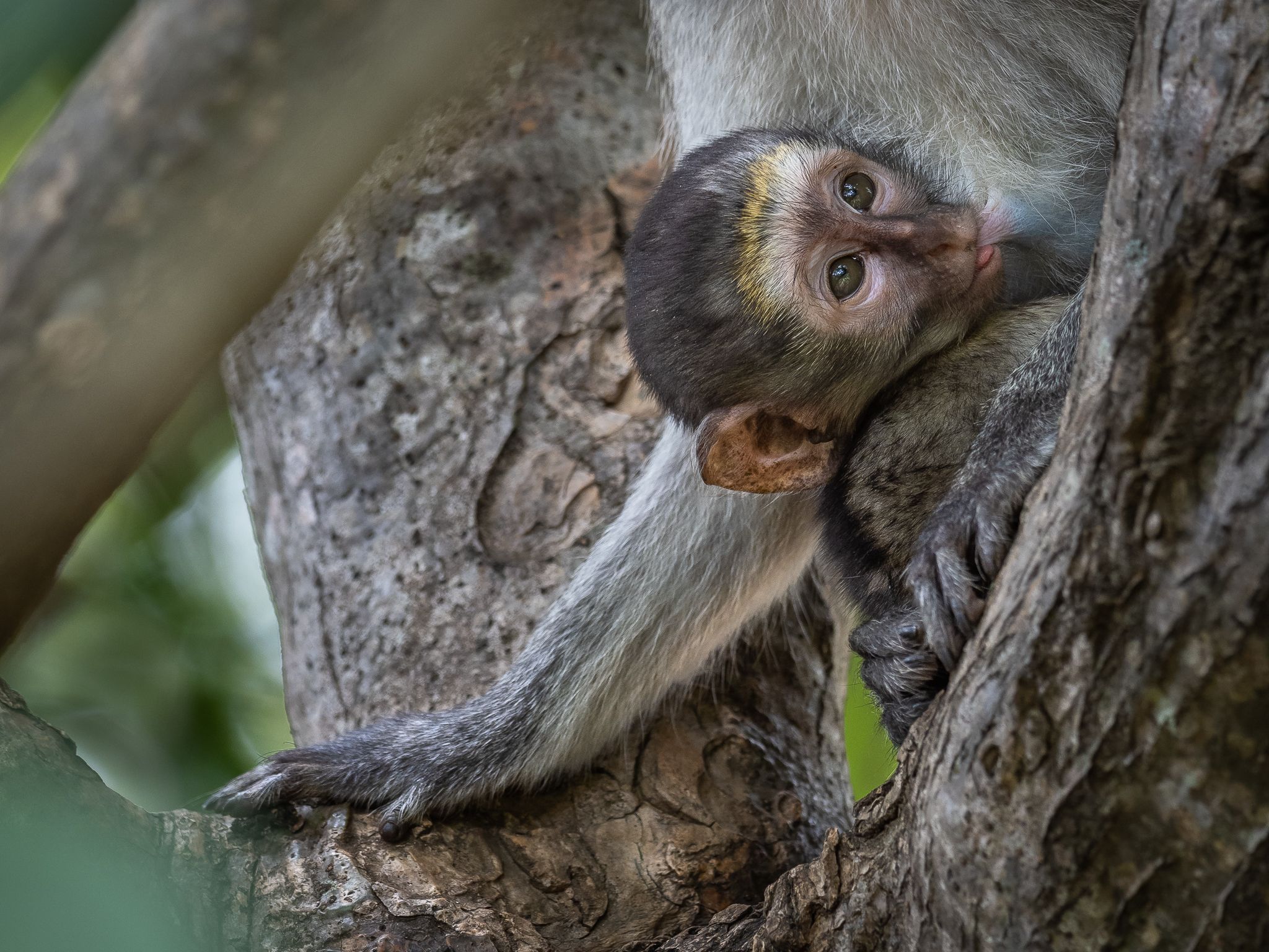 Vervet Monkey